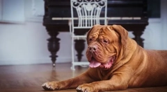 Бордо собака