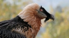 Бородак-баранина