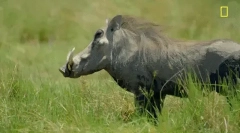 Warthog - дикий кабан з величезними іклами