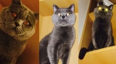 Британська кішка бузкова колір