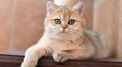 Британська золота шиншилла