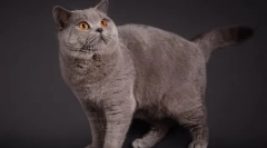 Британські кішки кольорові сині точки: стандарти, догляд та технічне обслуговування