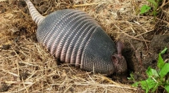 Бережності - таємничі тварини в броні