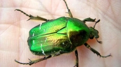 Бронза гладкої