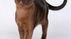 Бумана кішка (фото): м'язова кріплення з медними очима