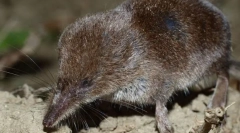 Гігант бурзубка