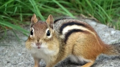 Бурундук - опис, особливості зору, спосіб життя