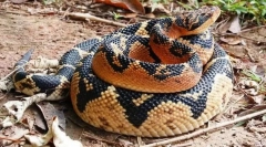 Бушмайстер