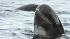 Botinotone безскид