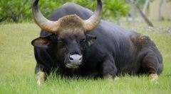 Бики-гігантів