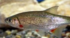 Каротажа руская