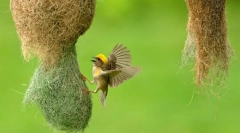 Є стебло серед птахів