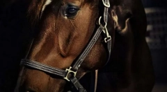 Є злі коней?