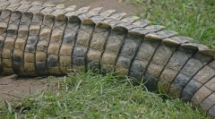 Ками довгі тварини у світі