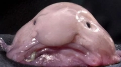 Cams - потворні тварини у світі