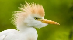 Херон єгипетський