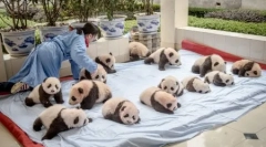 Пандо-центр у китайській провінції сичуань (13 фотографій)