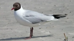 Чайка реліктова