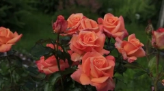 Чайні гібридні троянди