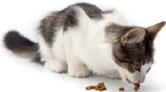 Часті питання про кішки