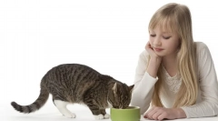 Часті питання про годування кішок