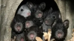 Що не подобається і боїться щурів і мишей?