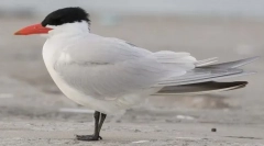 Чеченський