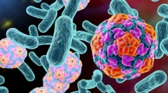 Які бактерії відрізняються від вірусів?