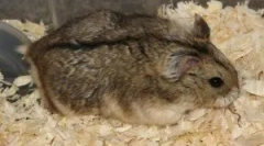 Які гризуни хворіють?