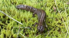 Що цікаво для сибірського кута?