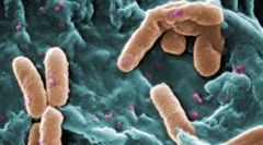 Які еукаріоти відрізняються від прокаріоту?