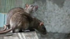 Які щури відрізняються від мишей?