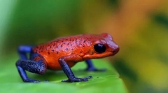 Що небезпечно на дереві?