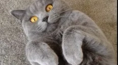 Що таке небезпечна токсоплазма мікроорганізм для людини?