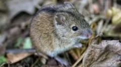 Ніж небезпечно для миші чоловіка?