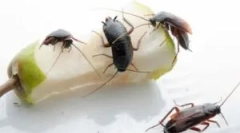 Які небезпечні і шкідливі таргани?