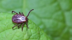 Ніж небезпечні кліщі?