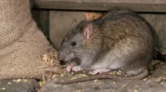 Ніж небезпечні щури для людини?