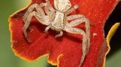 Які павуки відрізняються від комах?