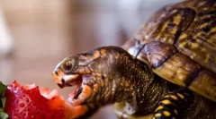 Що годує черепах?