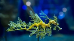 Ніжнайшвидшого морського дракона?