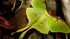 Ніж чоловіки павлін-очима місяця відрізняються від самок?