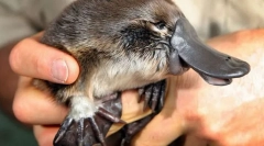 Ніж дивовижна за годинниковою стрілкою?