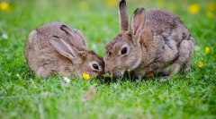 Ніж заєць відрізняється від свого кролика?