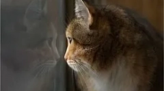 Що роблять кішки, коли вони залишаються вдома?