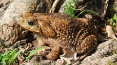 Ніж відома жаба так?