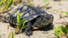 Черепаха болота європейська