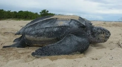 Шкіряна черепаха