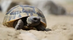 Середземноморська черепаха