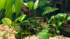 Атаки чорна борода, або проблема коричневих водоростей у акваріумі